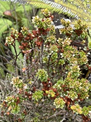 Epacris alpina