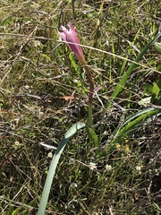 Zephyranthes drummondii