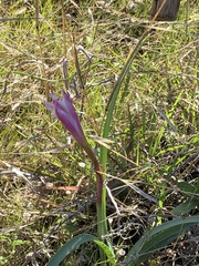 Zephyranthes drummondii
