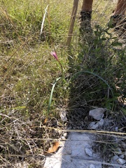 Zephyranthes drummondii