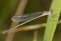 Pseudagrion cingillum