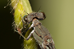 Pseudagrion cingillum