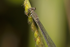 Pseudagrion cingillum