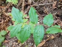 Prosartes hookeri