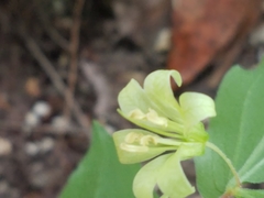 Prosartes hookeri
