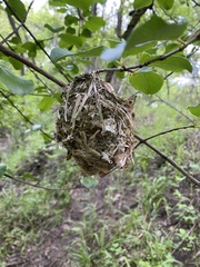 Vireo griseus