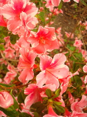 Rhododendron