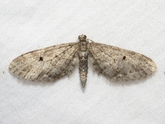 Eupithecia fletcherata