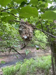 Vireo griseus