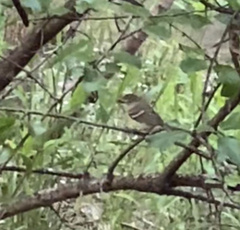 Vireo griseus