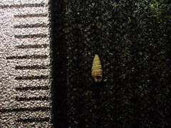 Cerithiidae