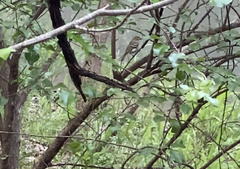 Vireo griseus