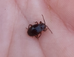 Lycoperdina ferruginea