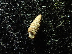 Cerithiidae