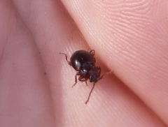 Lycoperdina ferruginea