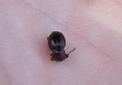 Lycoperdina ferruginea