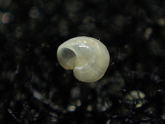 Teinostoma