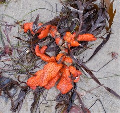 Metandrocarpa dura