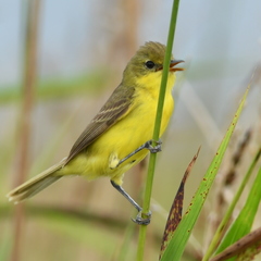 Pseudocolopteryx acutipennis