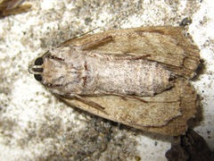 Acronicta rumicis
