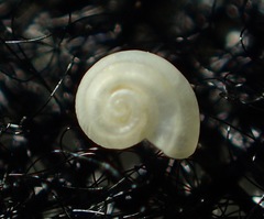 Teinostoma