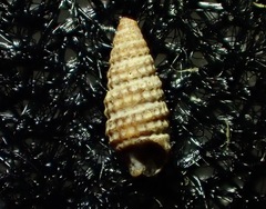 Cerithiidae