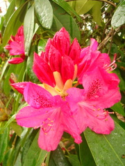 Rhododendron