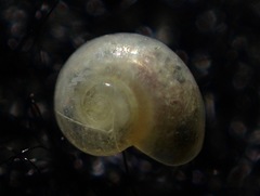 Teinostoma supravallatum