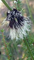 Mesomelaena tetragona