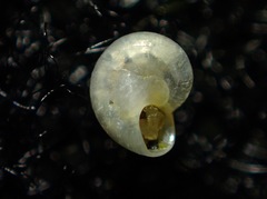 Teinostoma supravallatum