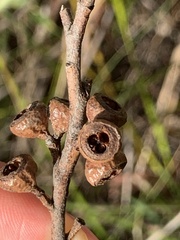 Eucalyptus pulchella