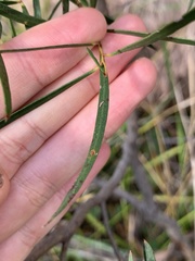 Eucalyptus pulchella