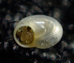 Teinostoma supravallatum