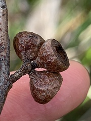 Eucalyptus pulchella