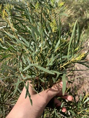 Eucalyptus pulchella
