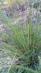 Mesomelaena tetragona