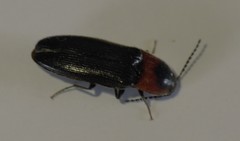 Ampedus rubricus