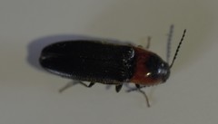 Ampedus rubricus