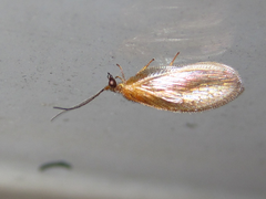 Hemerobius harmandinus