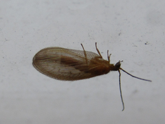 Hemerobius harmandinus