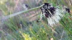 Mesomelaena tetragona