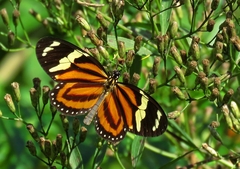 Lycorea halia discreta