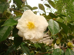 Camellia