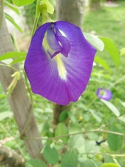 Clitoria ternatea