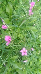 Oxalis hispidula