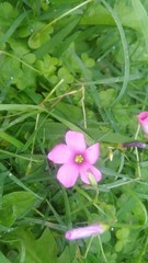 Oxalis hispidula
