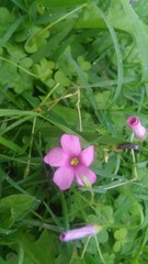 Oxalis hispidula