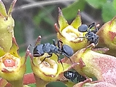 Myrmeurynota