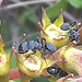 Camponotus augustei - Photo (c) Martin Reith, algunos derechos reservados (CC BY-NC), subido por Martin Reith