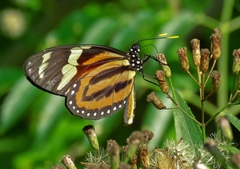 Lycorea halia discreta